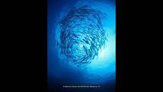 Brightest underwater fishing light LED Fishing Light  for tuna/marlin squid/cuttlefish