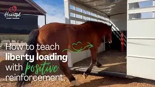 How I Teach Liberty Trailer Loading with Positive Reinforcement