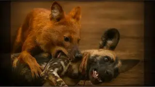 Can Dhole kill African Wild Dog 🐕| Dhole Vs African Wild Dog | Episode 1