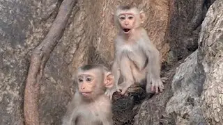 Monkey Life Baby Jacee and Baby Lynx Happy on Holiday with other Bestfriends 
