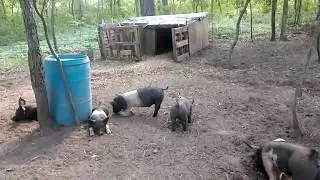 Free range pig setup, version 4