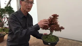 How to Recognise Winter Burn on Evergreens