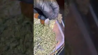 TRIMMING THE FLOWERS. RQS Purple Queen photoperiod.