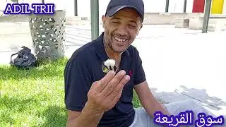 أجمل طفرة طائر الحسون رأس نسر 🦅 في سوق القريعة يوم السبت 12/07/2025 تحياتي للجميع فرجة ممتعة ❤️💯