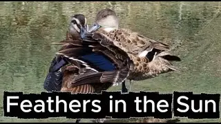 Feathers in the Sun #birds #ducks #wildlife #australianbirds #nature
