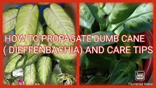 How to propagate DUMB CANE(DIEFFENBACHIA) AND CARE TIPS (NMR Plants)