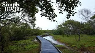 25 Minutes Hiking Through Wetlands | Puddles, Boardwalk, Birdsong, Cicadas | Walking Ambience