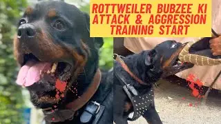Bubzee Ki Training Dubara Start Karvani Padi | Rottweilers Family | Namitaology