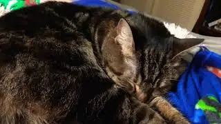 my cat LOVES sea of thieves music