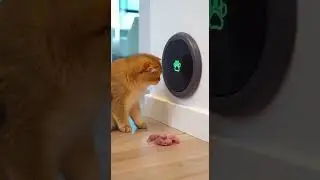 Smartest Cat Ever? 😱🐱 Opens a Secret Door for Hidden Treats #cats #pets #funny