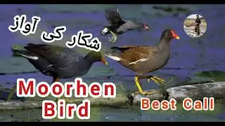 Moorhen bird best call || Moorhen birds new call sound || Suara birds hunting voice