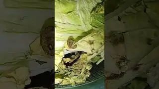 Caterpillar larvae insect animals-S&acirc;u bướm ấu tr&ugrave;ng. #caterpillar, #insect, #larvae, #s&acirc;ubướm