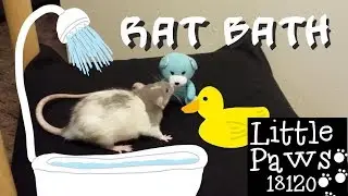 Rat bath
