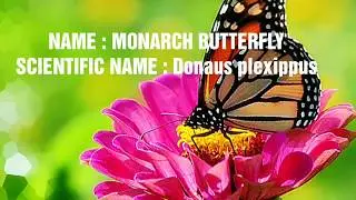 Scientific Names Of Insects | Scientific Names of 10 Insects