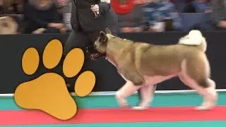 Amsterdam Winner 2013, Best puppy of the day 14 december 2013