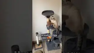 Amazing Pet Gift