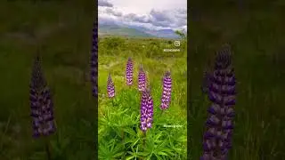 Lupine flowers - South Island, New Zealand - Please subscribe for more travel and scenic videos
