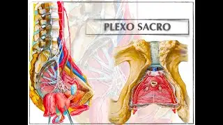 PLEXO SACRO