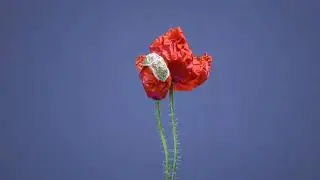 Life With Flowers(Sl.Code:CEEJ)