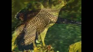 Raptors Ridge Birds of Prey
