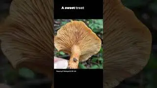 Introducing the Candy Cap! #mushroom #facts #mushroomlife #fungus #nature #mushrooms