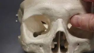 articulated skull