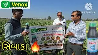 તમાકુ માં સિબાકા નુ રિઝલ્ટ #farming #agriculture #tobacco #cibaca #venox