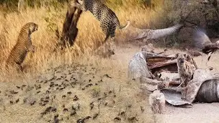 The GONYA male robs the PICCADILLY female and her cubs 🐆