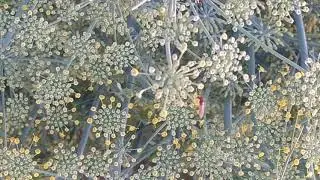 coexistence of Dipteran fly and hemipteran bug