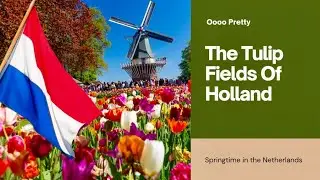 The Tulip Fields Of Holland