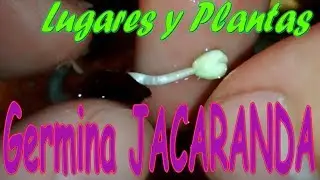 Como Germinar Semillas De JACARANDA Con solo AGUA||FÁCIL||Gualanday