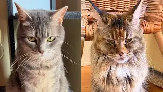 Giant Cat Can't Believe She's Being bossed Around By Tiny Sister! 😂
