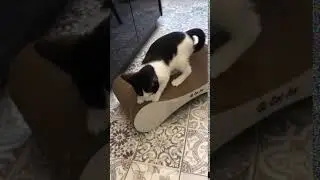 Когтеточка Cat Joy&trade;