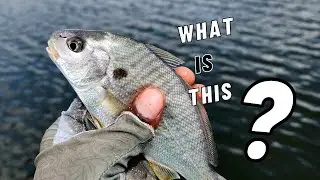 Spot, Fluke, and Monster Bluefish Fishing Long Island Private Property
