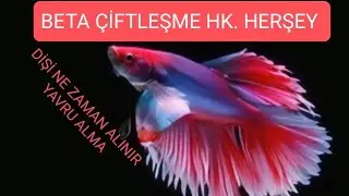 BETA BALIĞI ÇİFTLEŞTİRME, DİŞİYİ NE ZAMAN ALMAK LAZIM, BETA EŞLEŞTİRME, YAVRU ALIMI VE BAKIMI,ÜRETME