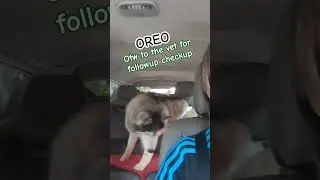 Otw to Vet for Oreo's  followup checkup #siberianhusky #huskylife #furparent #animalclinic  #tgbtg
