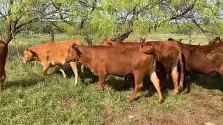 Fall Calving First Calf Bred Heifers