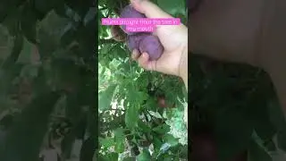 Plum straight from the tree in my mouth #Plum #picking #fruit #newzealand #trending #viral
