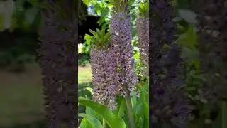 #eucomis #sparkling burgundy #캘리꽃사랑 #californiagarden