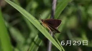ギンイチモンジセセリ