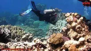 Cold Blood Divers - Diving @ Hamata Egypt 2010 - diving wreck and reef