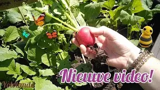 Kringloopvondst en de moestuin 🌱 een vlog van Yololanda 