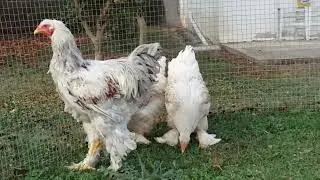YOUNG BRAHMA BSO SPLASH FEEDING GRASS IN THE BACKYARD