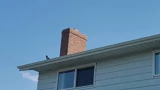 Magpie Behavior: Why They Sit On Roofs and Chimneys | Natural Bird Sounds