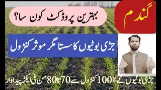 When to Spray Weedicides in Wheat? | How to Control Weeds in Wheat? | گندم میں جڑی بوٹیوں کا کنٹرول۔