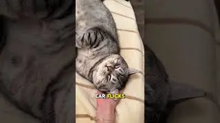 Why Do Cats Twitch in Their Sleep? The Fascinating Reason Behind It!