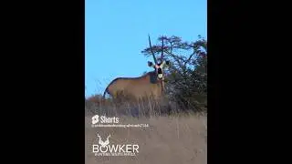 The Thrilling Gemsbok Hunt: A Dream Come True in Africa