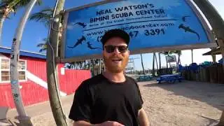 Great hammerheads in Bimini