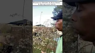 Blueberry blooms & Busy Bees 🐝 A Spring Love Story