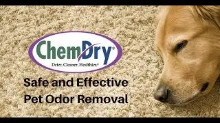Pet Urine Odor Removal Service, Huntsville Chem-Dry
